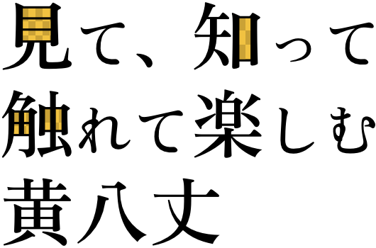 見て、知って、触れて楽しむ黄八丈